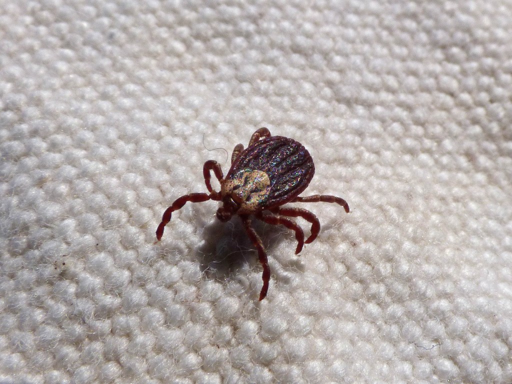Ticks bite. (and what to do if you’re&nbsp;bitten.)